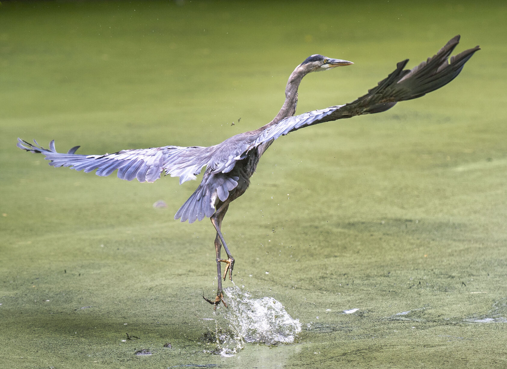 Sugar Hollow Heron
